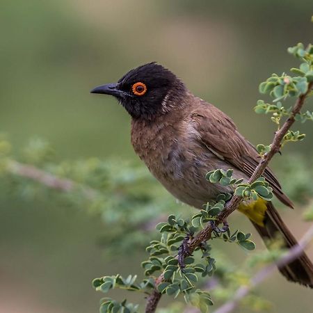 Auas Safari Lodge ウィントフーク エクステリア 写真