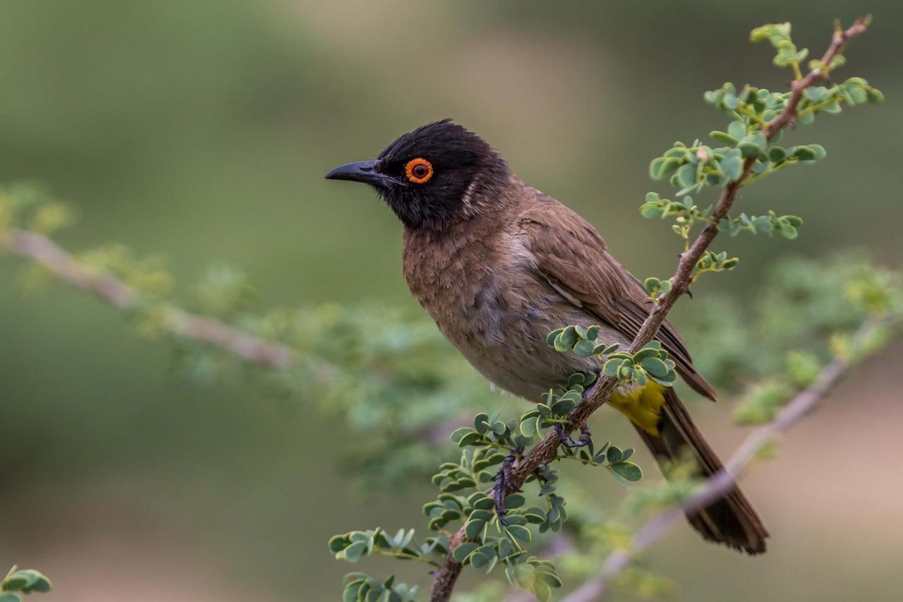 Auas Safari Lodge ウィントフーク エクステリア 写真