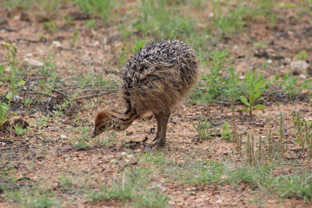 Auas Safari Lodge ウィントフーク エクステリア 写真