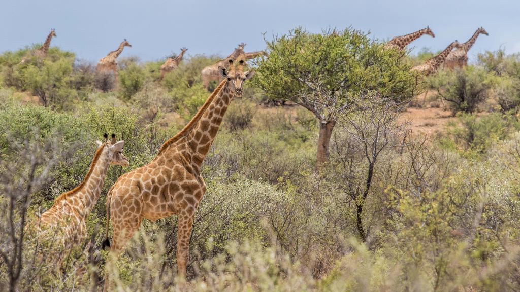 Auas Safari Lodge ウィントフーク エクステリア 写真